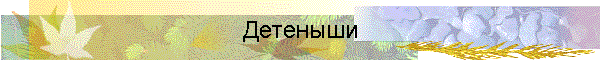 Детеныши